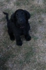 tn - Flat Coated Retriever