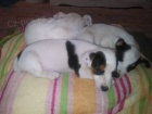 Jack Russell Terrir, tata