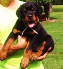 Rottweiler tata na prodej.