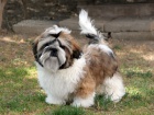 Shih-tzu, i-tzu pejsek s PP