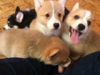 ttka PEMBROKE WELSH CORGI