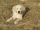 Golden retriever s PP - tata /zlat retrvr/