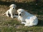 Golden retriever s PP - tata /zlat retrvr/