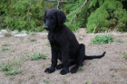 tn - Flat Coated Retriever