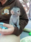 Kapucnsk opice prodej