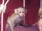 Kapucnsk opice S dokumenty