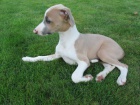 ttka whippet / vipet