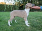 ttka whippet / vipet