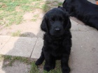 Flat coated retriever s PP