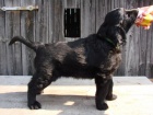 Flat coated retriever s PP