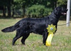 Flat coated retriever