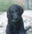 Flat coated retriever