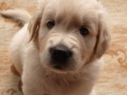 tn zlatho retrvra (Golden retrievera) s PP