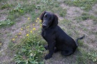 Flat Coated Retriever - tn