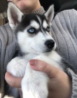 istokrevn plnohodnotn plodov sibisk husky tata