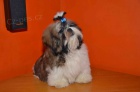 Prodm Shih-tzu