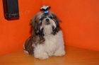 Prodm Shih-tzu