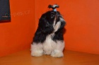 Prodám Shih-tzu