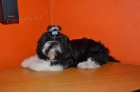 Prodm Shih-tzu