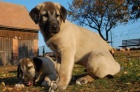 Kangal s PP