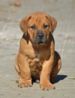 Boerboel- Jihoafrick mastif