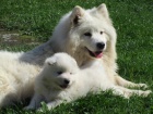 Samojed s PP