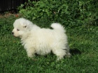 Samojed s PP