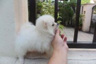 Cute Pomeranian tata k dispozici pro vnon,