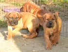 BOERBOEL  s PP  -pejsci 