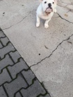 Anglick buldog