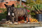 ttka Miniaturn Bull Terrier