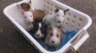 ttka Miniaturn Bull Terrier