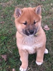 shiba inu štěňata pro vánoční
