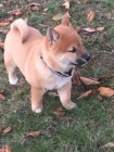 shiba inu štěňata pro vánoční