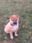 shiba inu štěňata pro vánoční