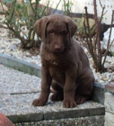 Chesapeake bay retriver s PP(jako hnd labrador)