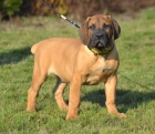 BOERBOEL  s PP  -pejsci