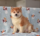 Rozkon tn Shiba Inu