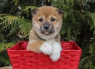 ttka Shiba Inu z vych rodin