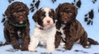 Lagotto Romagnolo