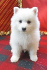 astn ttka Samoyed