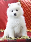 astn ttka Samoyed