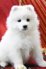 astn ttka Samoyed