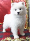 astn ttka Samoyed