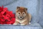 astn tata Shiba Inu