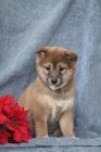 astn tata Shiba Inu