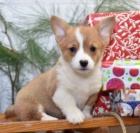 milujc welsh corgi (Pembroke) ttka na Vnoce