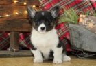 milujc welsh corgi (Pembroke) ttka na Vnoce