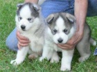 Domc trnovan sibisk Huskies Puppies k dispozici