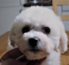 Bionek - Bichon Fris